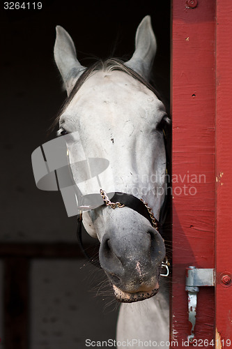 Image of Horse show in denmark