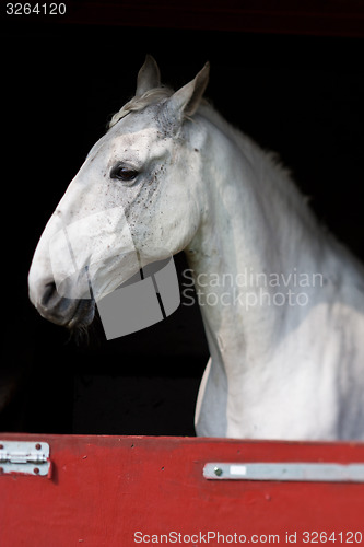 Image of Horse show in denmark