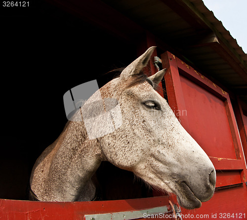 Image of Horse show in denmark