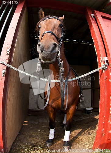 Image of Horse show in denmark