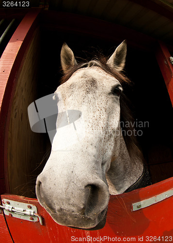 Image of Horse show in denmark