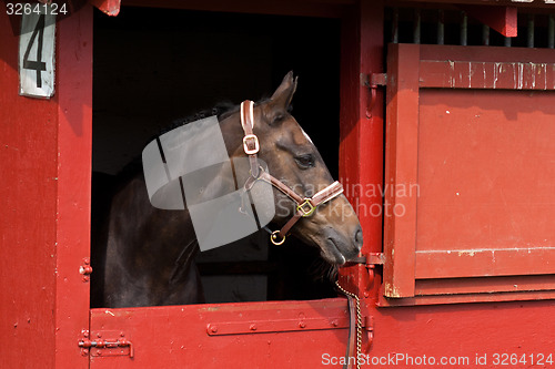 Image of Horse show in denmark