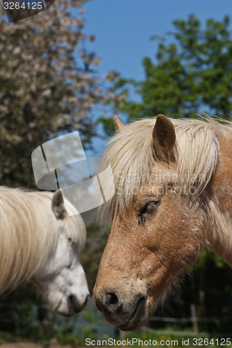 Image of Horse in the summer