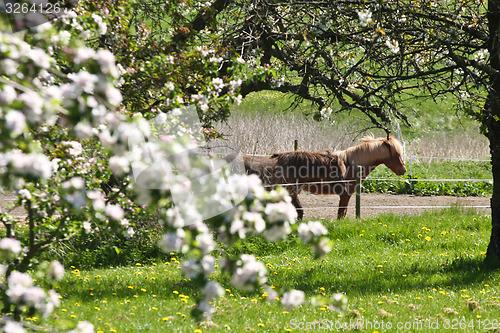 Image of Horse in the summer