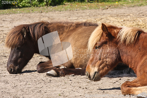 Image of Horse in the summer
