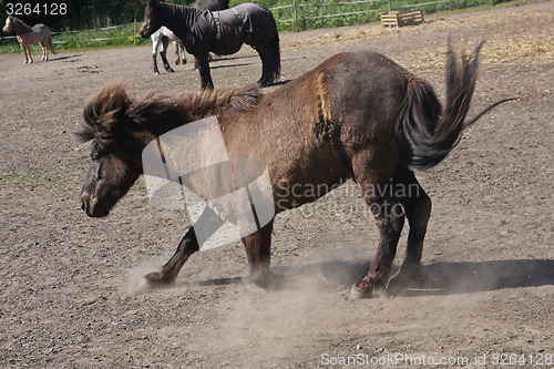 Image of Horse in the summer