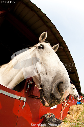 Image of Horse show in denmark