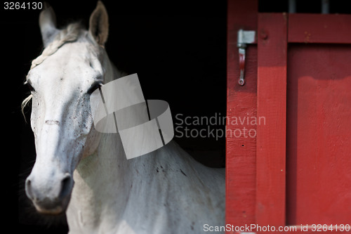 Image of Horse show in denmark