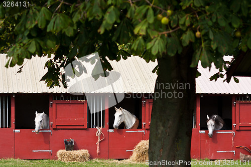 Image of Horse show in denmark
