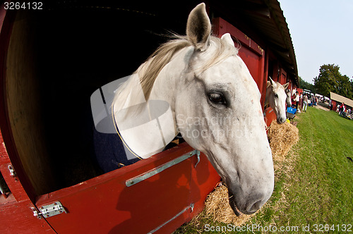 Image of Horse show in denmark