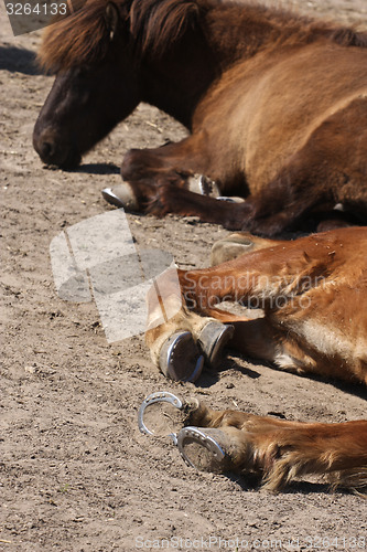 Image of Horse in the summer