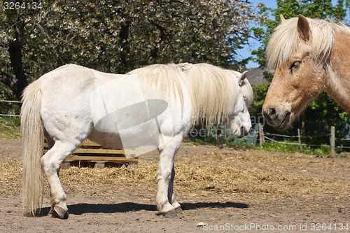 Image of Horse in the summer