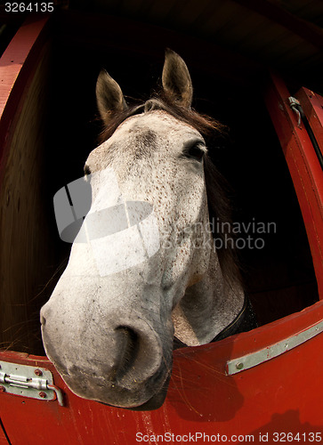 Image of Horse show in denmark
