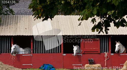Image of Horse show in denmark