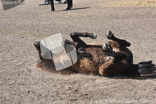 Image of Horse in the summer