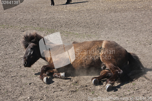 Image of Horse in the summer