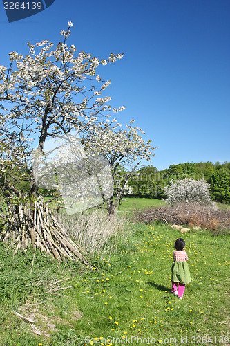 Image of Horse in the summer