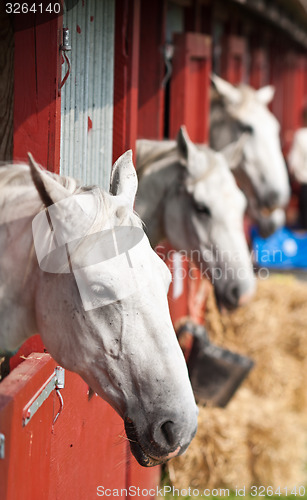 Image of Horse show in denmark