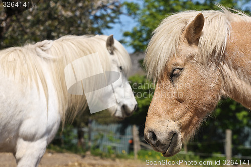 Image of Horse in the summer