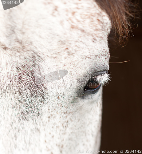 Image of Horse show in denmark
