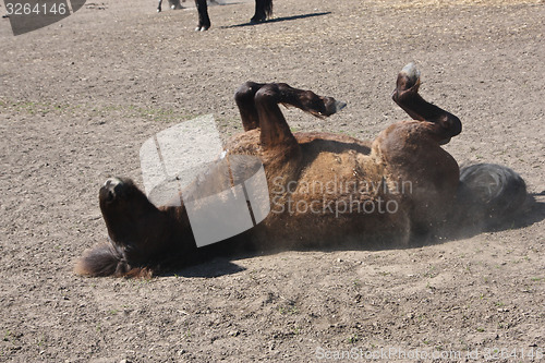 Image of Horse in the summer