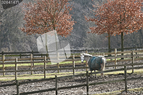 Image of winter horses denmak