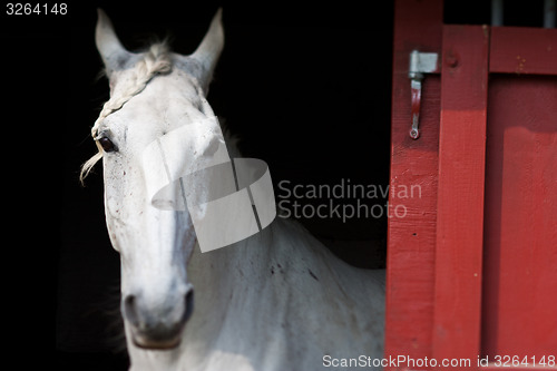 Image of Horse show in denmark