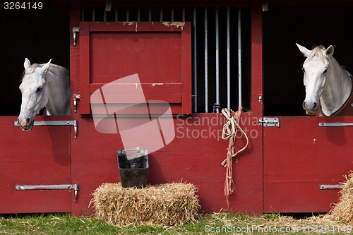 Image of Horse show in denmark