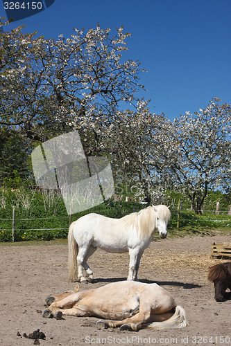 Image of Horse in the summer