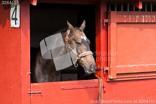 Image of Horse show in denmark