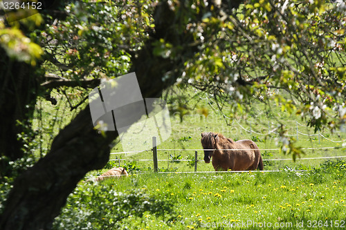 Image of Horse in the summer