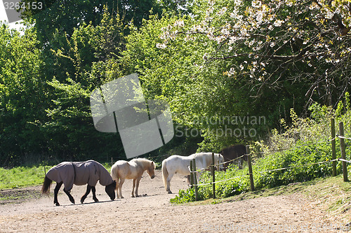 Image of Horse in the summer