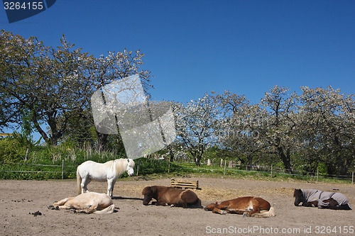 Image of Horse in the summer