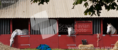 Image of Horse show in denmark