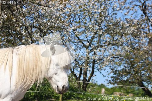 Image of Horse in the summer