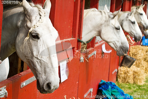 Image of Horse show in denmark