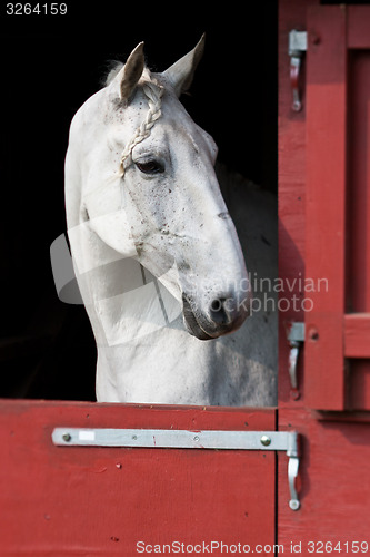 Image of Horse show in denmark