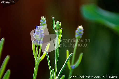 Image of lavender flowers growing