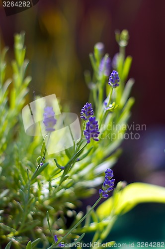 Image of lavender flowers