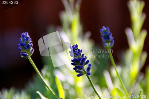 Image of three lavender flowers