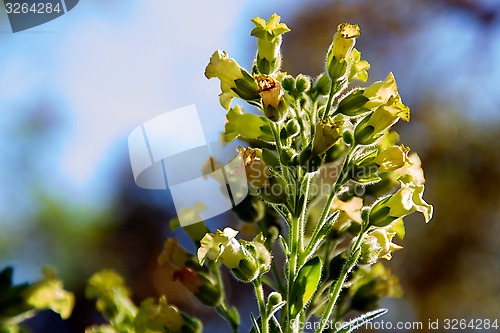 Image of tobacco flowers in bloom against sky