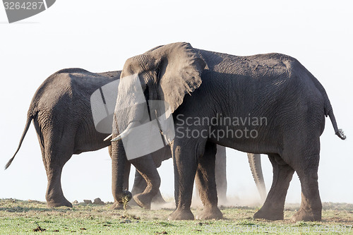 Image of African Elephant in Chobe National Park