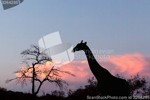 Image of sunset and giraffe in silhouette in Africa