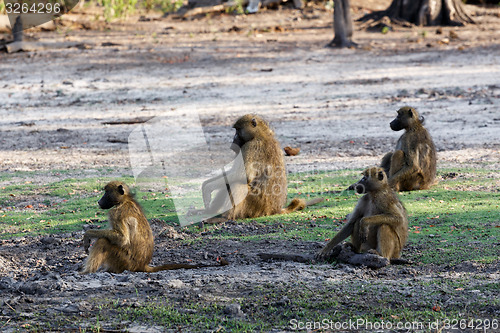 Image of family of Chacma Baboon