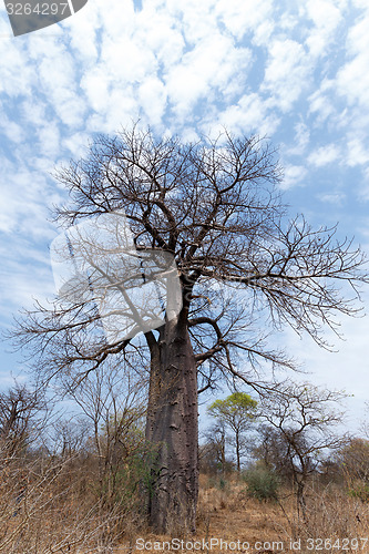 Image of Lonely old baobab tree