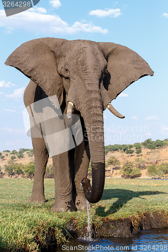 Image of African Elephant in Chobe National Park