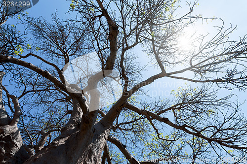 Image of majestic baobab tree