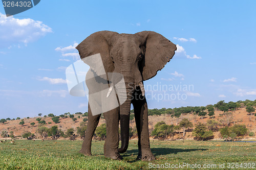 Image of African Elephant in Chobe National Park