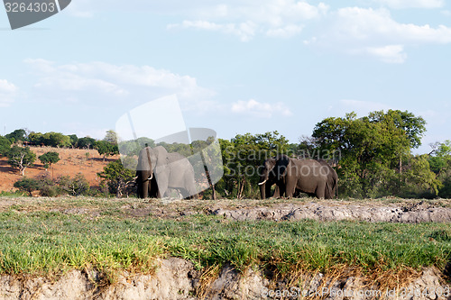 Image of African Elephant in Chobe National Park