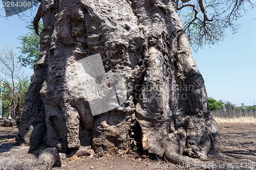 Image of majestic baobab tree